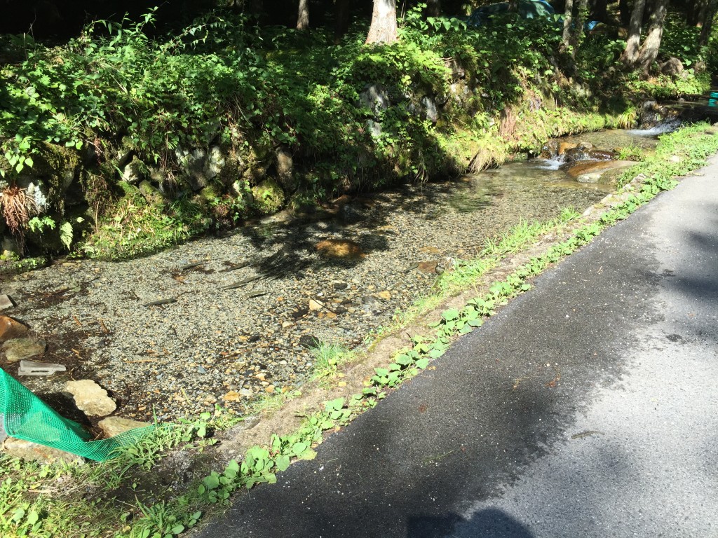 道横にイワナ?が飼われて?います。